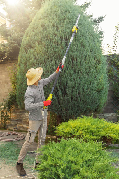 Best Tree Health Inspection  in Millcreek, UT