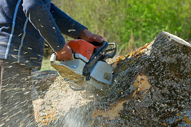 Best Lawn Edging  in Millcreek, UT